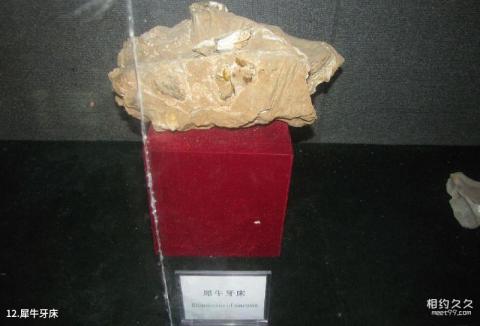 西安蓝田猿人遗址旅游攻略 之 犀牛牙床