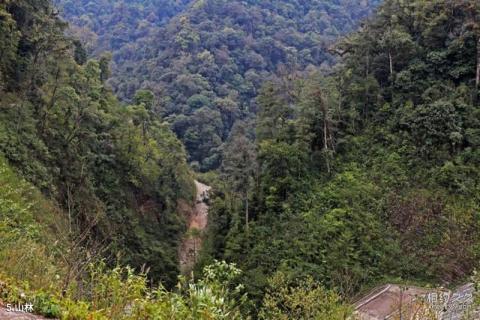 云南黄连山国家级自然保护区旅游攻略 之 山林