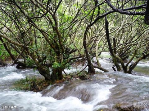荔波茂兰喀斯特森林旅游攻略 之 水上森林
