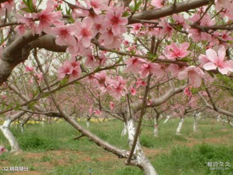 华中农业大学校园风光 之 桃花映日