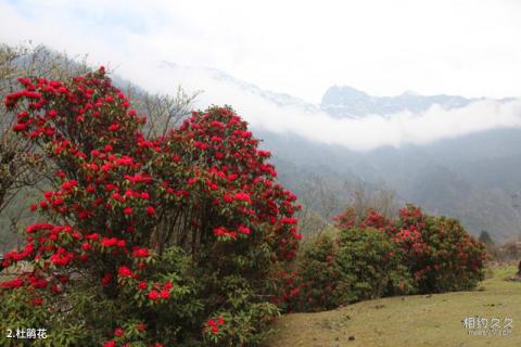 西藏勒布沟景区旅游攻略 之 杜鹃花