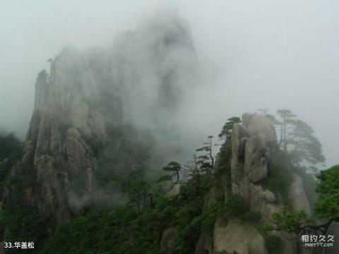 江西上饶三清山旅游攻略 之 华盖松