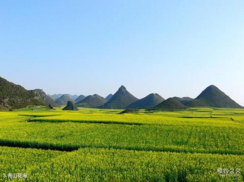 罗平多依河旅游攻略 之 青山花海