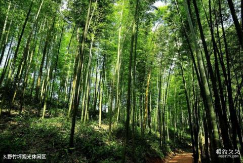 遵义赤水竹海国家森林公园旅游攻略 之 野竹坪观光休闲区