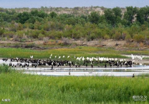 新疆艾比湖旅游攻略 之 候鸟