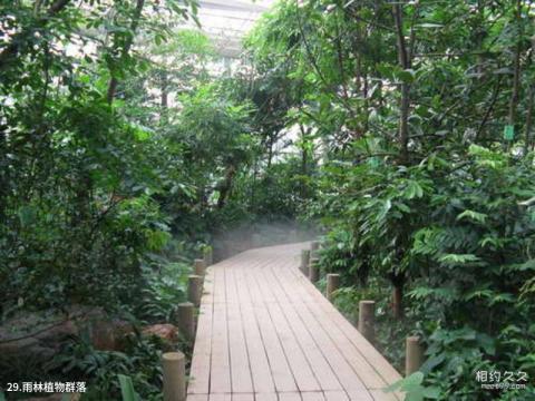 中科院华南植物园旅游攻略 之 雨林植物群落 中科院华南植物园旅游攻略 之 雨林植物群落