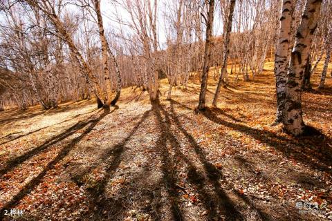 平山驼梁山风景区旅游攻略 之 桦林 平山驼梁山风景区旅游攻略 之 桦林