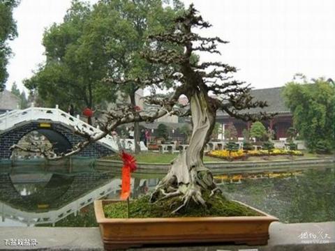 荆州江陵盆景园旅游攻略 之 盆栽盆景