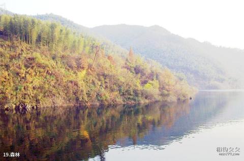 六安南岳山—佛子岭水库风景区旅游攻略 之 森林