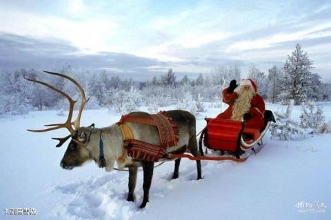 芬兰圣诞老人村旅游攻略 之 驯鹿雪橇