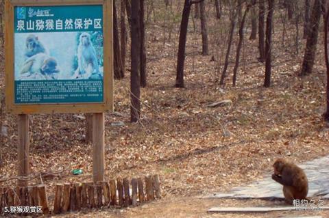 徐州泉山森林公园旅游攻略 之 猕猴观赏区