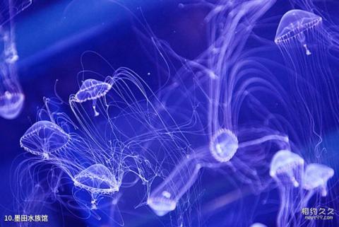 东京晴空塔旅游攻略 之 墨田水族馆