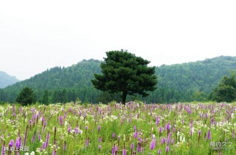 重庆涪陵大木花谷林下花园旅游攻略 之 岩上花园 重庆涪陵大木花谷林下花园旅游攻略 之 岩上花园