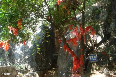 广西六峰山景区旅游攻略 之 姻缘树