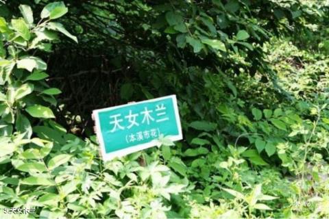 本溪绿石谷旅游攻略 之 天女木兰