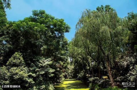 扬州荷花池公园旅游攻略 之 四季常绿树木