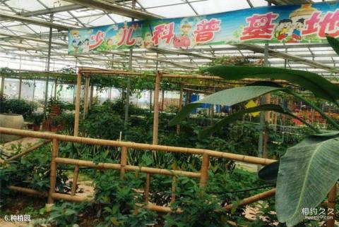 百色田阳聚之乐休闲农业景区旅游攻略 之 种植园