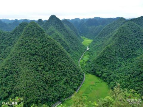 荔波茂兰喀斯特森林旅游攻略 之 石上森林