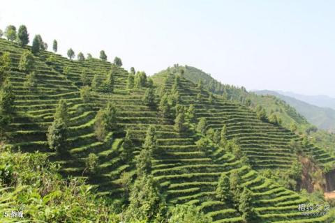 凌云茶山金字塔旅游攻略 之 茶峰