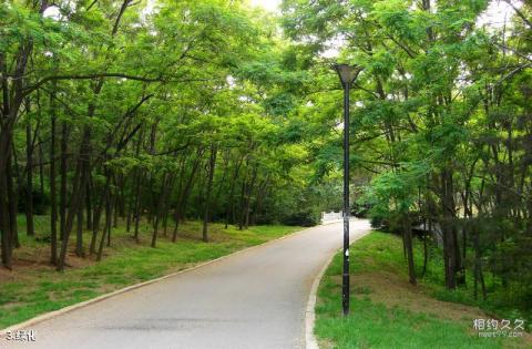大连炮台山公园旅游攻略 之 绿化