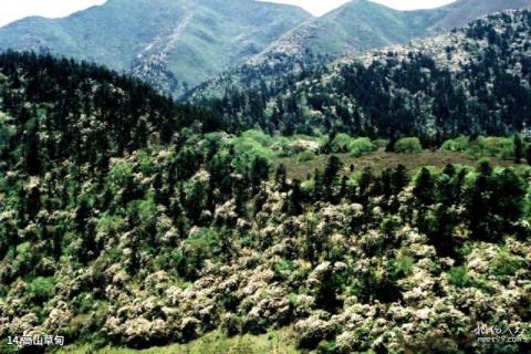 甘肃白水江国家级自然保护区旅游攻略 之 高山草甸