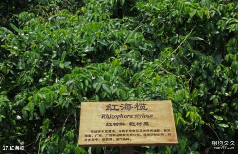 珠海淇澳岛旅游攻略 之 红海榄