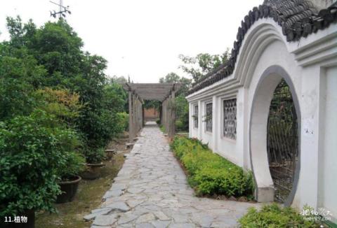 芜湖市汀棠公园旅游攻略 之 植物