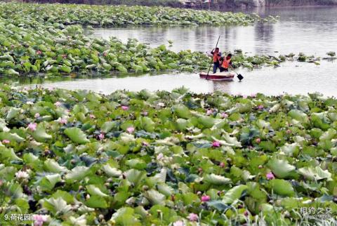 中卫腾格里沙漠湿地·金沙岛旅游区旅游攻略 之 荷花园
