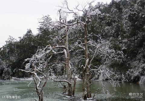 景宁草鱼塘森林公园旅游攻略 之 草鱼塘雪后 景宁草鱼塘森林公园旅游攻略 之 草鱼塘雪后