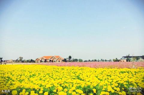 句容岩藤农场旅游攻略 之 花卉 句容岩藤农场旅游攻略 之 花卉