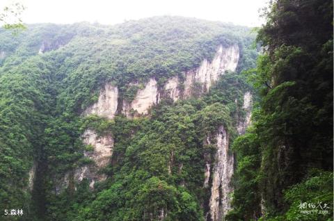 张家界大峽谷旅游攻略 之 森林