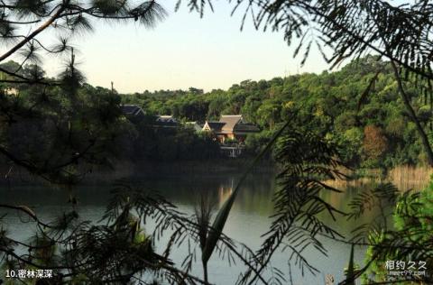 思茅梅子湖公园旅游攻略 之 密林深深