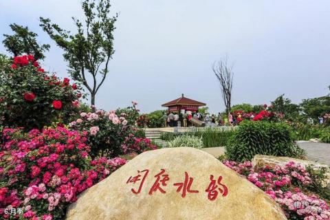烟台莱州中华月季园旅游攻略 之 月季 烟台莱州中华月季园旅游攻略 之 月季