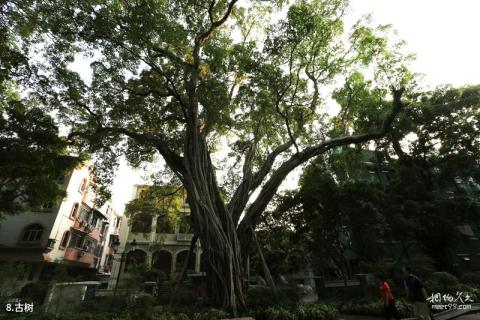 广州沙面大街旅游攻略 之 古树