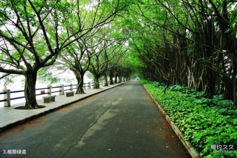 广州南沙滨海湿地旅游攻略 之 榕荫绿道