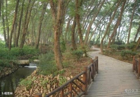 金孔雀温泉度假村旅游攻略 之 相思林