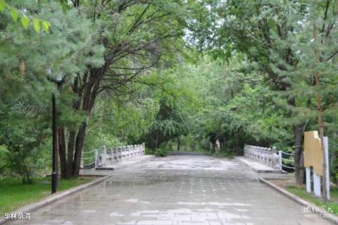阿勒泰桦林公园旅游攻略 之 林荫道