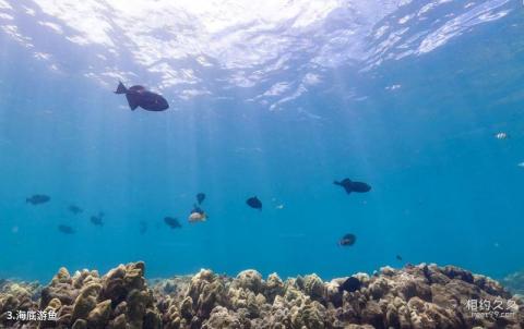夏威夷恐龙湾海底1旅游攻略 之 海底游鱼