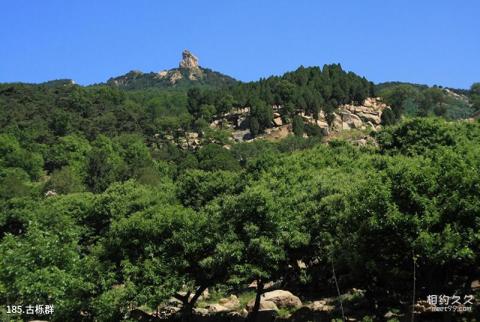 泰安徂徕山国家森林公园旅游攻略 之 古栎群 泰安徂徕山国家森林公园旅游攻略 之 古栎群