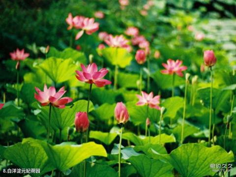 保定白洋淀旅游攻略 之 白洋淀元妃荷园