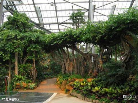 中科院华南植物园旅游攻略 之 趣味植物区 中科院华南植物园旅游攻略 之 趣味植物区