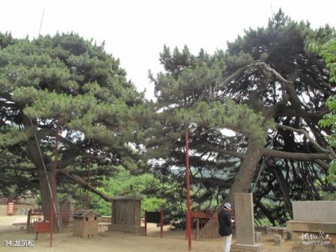 泰安徂徕山国家森林公园旅游攻略 之 龙凤松 泰安徂徕山国家森林公园旅游攻略 之 龙凤松