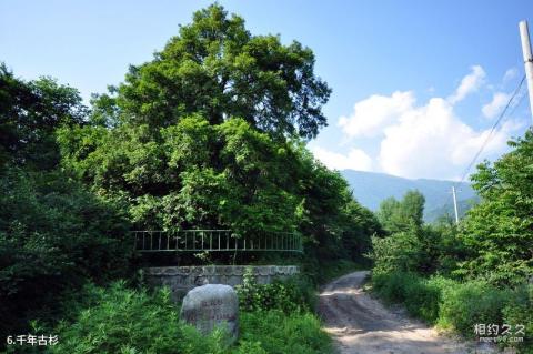 宝鸡太白青峰峡森林公园旅游攻略 之 千年古杉 宝鸡太白青峰峡森林公园旅游攻略 之 千年古杉