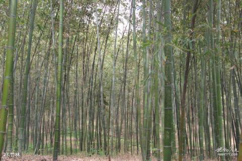 西安楼观台风景名胜区旅游攻略 之 竹林