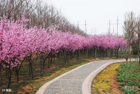 洛阳市隋唐城遗址植物园景区旅游攻略 之 梅园 洛阳市隋唐城遗址植物园景区旅游攻略 之 梅园