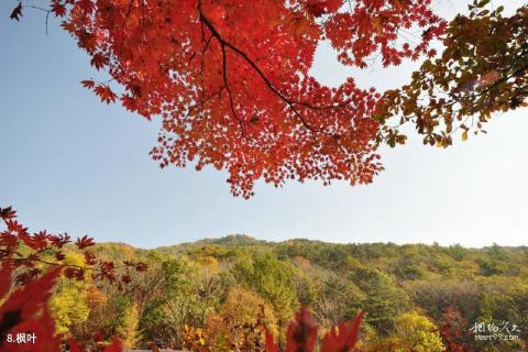 本溪桓仁枫林谷森林公园旅游攻略 之 枫叶