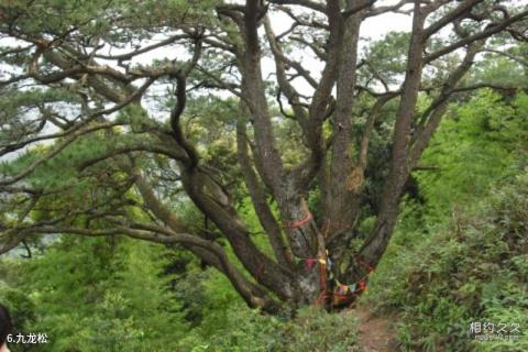 上思十万大山国家森林公园旅游攻略 之 九龙松 上思十万大山国家森林公园旅游攻略 之 九龙松