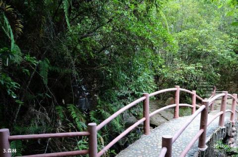 武夷山龙川大峡谷旅游攻略 之 森林