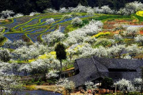 宜宾高县胜天红岩山旅游景区旅游攻略 之 李花 宜宾高县胜天红岩山旅游景区旅游攻略 之 李花