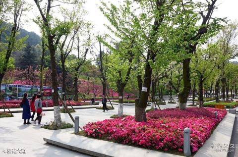 贵阳阿哈湖国家湿地公园旅游攻略 之 樱花大道